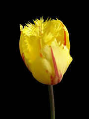 Fringed tulip flower 'Flamenco' (red and yellow) isolated on a black.