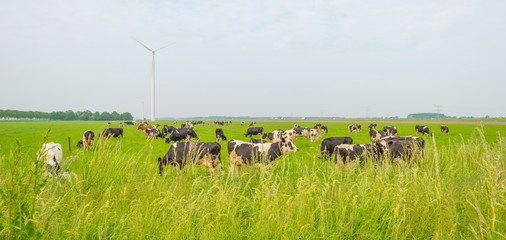 Naklejka premium Cows in a meadow in spring
