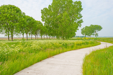 Path through wild flowers in spring