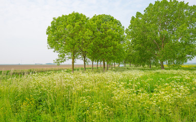 Wild flowers in a field in spring