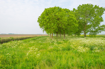 Fototapeta premium Wild flowers in a field in spring