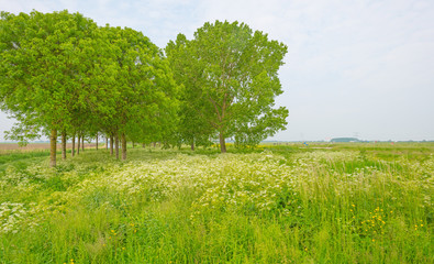 Wild flowers in a field in spring