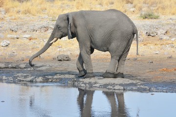 Elefant am Wasserloch im Etosha Nationalpark