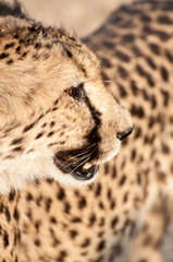 Portrait of a cheetah