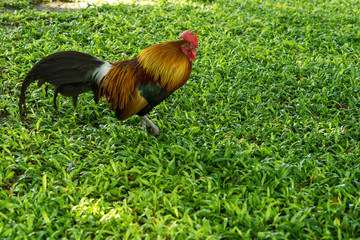 color of rooster on green lawn