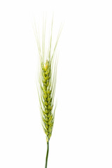 Fototapeta premium Green wheat ears isolated