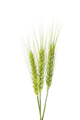 Fototapeta premium Green wheat ears isolated