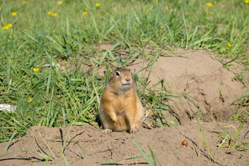 long-tailed ground squirrel (Spermophilus undulatus)