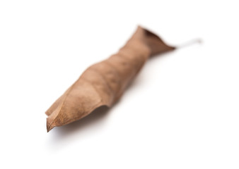 faded leaf on a white background