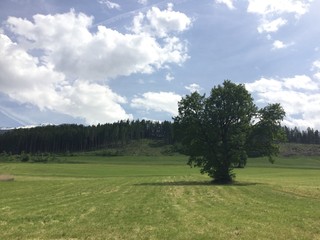 großer baum auf einer wiese