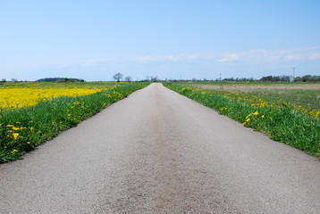 Naklejka premium Road in a rural at spring landscape