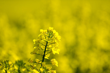 Obraz premium Canola flower closeup