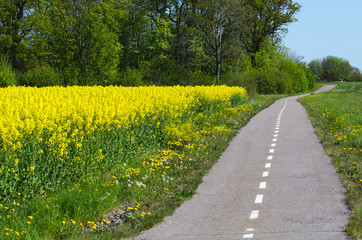 Naklejka premium Cycleway by spring