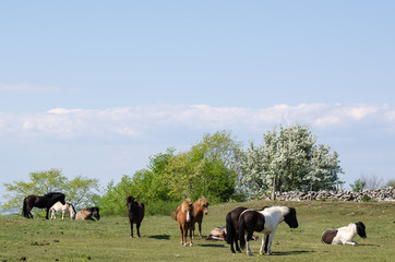 Herd of multicolored horses