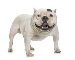 white american bully