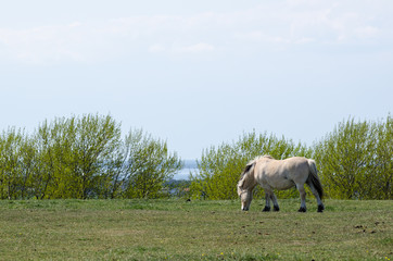 Naklejka na ściany i meble Fjord horse grazing at spring