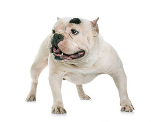 white american bully