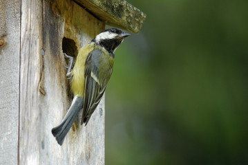 A small bird in a nesting box.