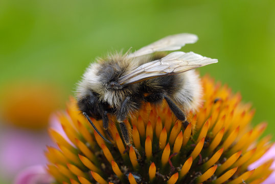 A bumblebee on a flower.