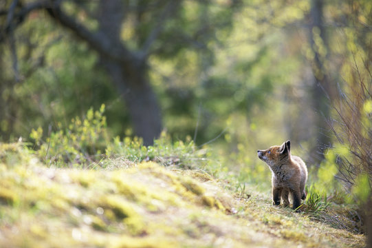 A fox cub in the forest.