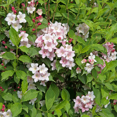 Weigelie, Weigela, Weigelia, Glockenstrauch