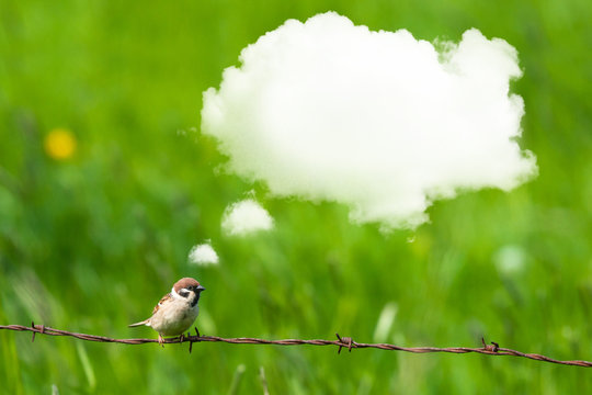 Daydreaming Bird On Barb Wire