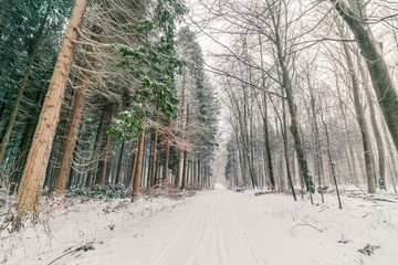 Snow in a forest in Denmark