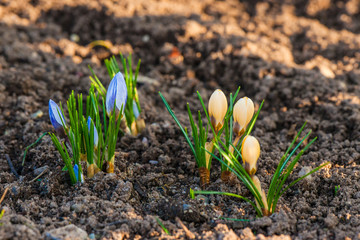 Blue and yellow crocus flowers