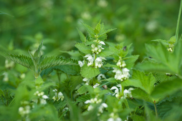 Green nettles with white flowers