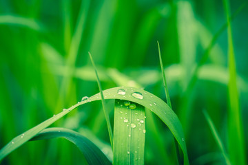 Fototapeta na wymiar Drops of rain on a green leaf