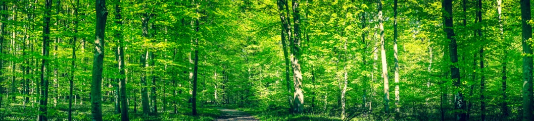 Zelfklevend Fotobehang Groen bospanorama in de lente © Polarpx