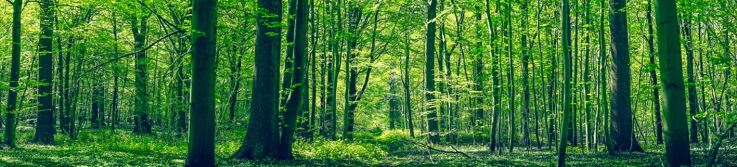 Fototapeten Grüne Waldpanorama-Landschaft © Polarpx