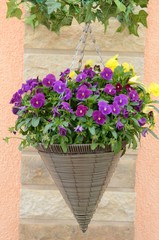 Hornveilchenblühen lila und gelb in dekorativer spitzer Blumenampel 