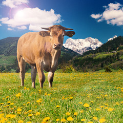Junges Rind in den Alpen auf einer Löwenzahnwiese