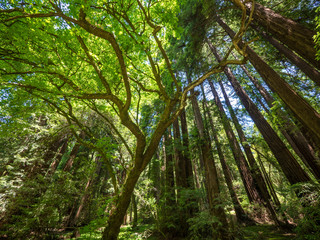 Fototapeta na wymiar Tall trees in Muir Woods forest