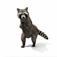 Funny sneaky conniving raccoon standing on his hind legs with its hands over its mouth laughing or...