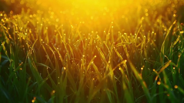Blurred grass background with water drops. Orange sunset. RAW video record.
