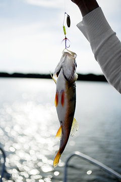 A newly caught fish, Sweden.