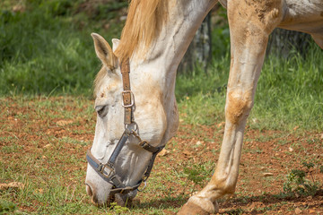 closeup horse (yellow horse)