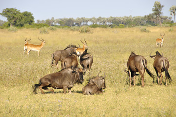 Naklejka na ściany i meble Wildlife im Okavango-Delta in Botswana