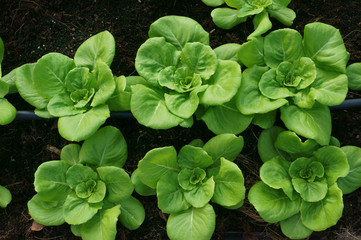 Close up of "Butter head lettuce" Organic vegetable cultivation farm