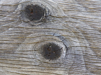 Isolated picture with the beautiful pattern of the old wooden wall