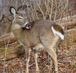 Funny picture with a deer in the forest