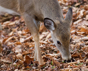 Cute deer is eating the leaves in the forest