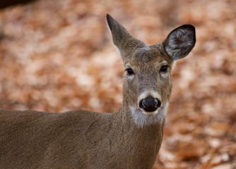 Beautiful portrait of the cute deer in the forest