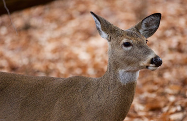 Beautiful portrait of the cute deer in the forest