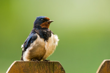 Barn swallow (Hirundo rustica)