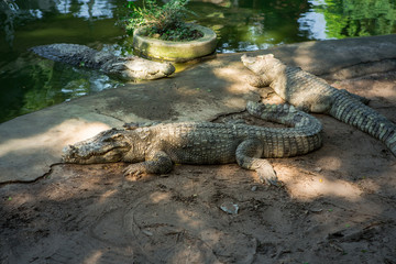 Journey in Thailand. Animal crocodile 