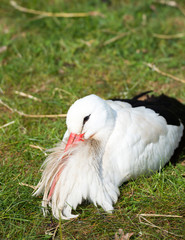 Storch liegt auf der Wiese