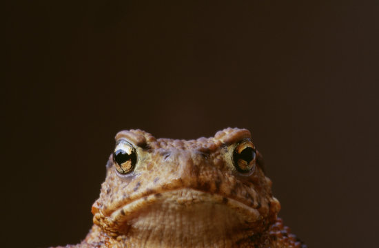 Frog, close-up